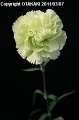 Dianthus Prad Mint
